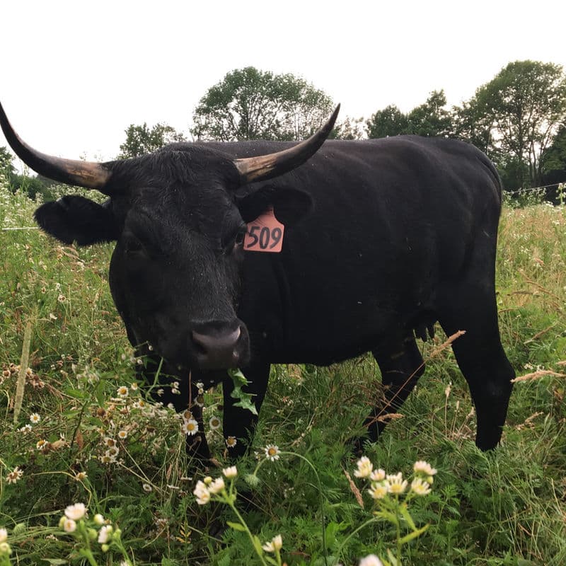 Black Angus cattle grazing on wildflower pasture