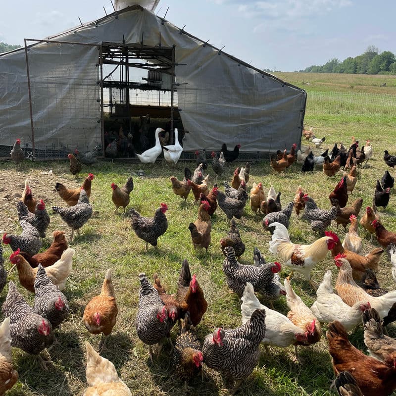 Free-range laying hens on pasture at Deer Run Acres