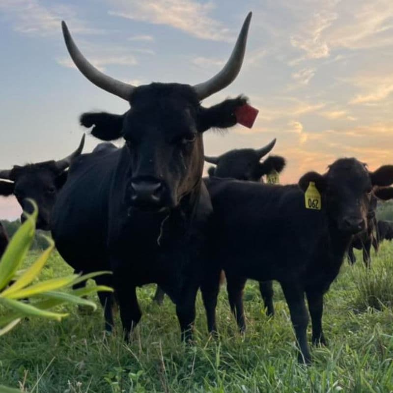 100% Grass Fed Beef - Small Animal from Deer Run Acres ā 100% grass-fed and finished beef from a small animal (~400 lbs hanging weight).