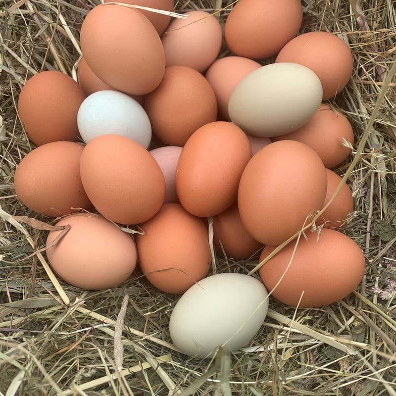 1 Dozen Pasture Raised Eggs from Deer Run Acres ā Farm-fresh pasture-raised eggs from hens with full outdoor access 365 days/year.