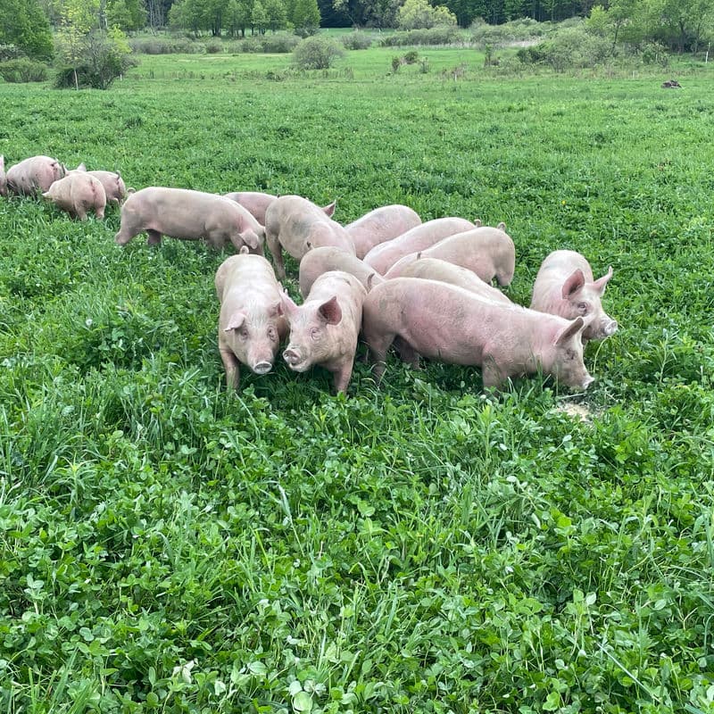 Pasture raised pigs rooting and grazing on open green pasture at Deer Run Acres in Edinboro, PA
